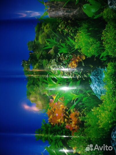 Яркий экран для аквариума