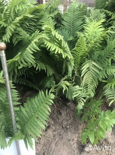 Папоротник