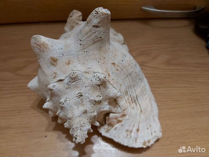 Ракушка морская большая 22 см