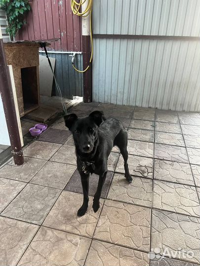 Собака в добрые руки молодая стерилизованная