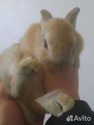 Крольчата 1-3мес