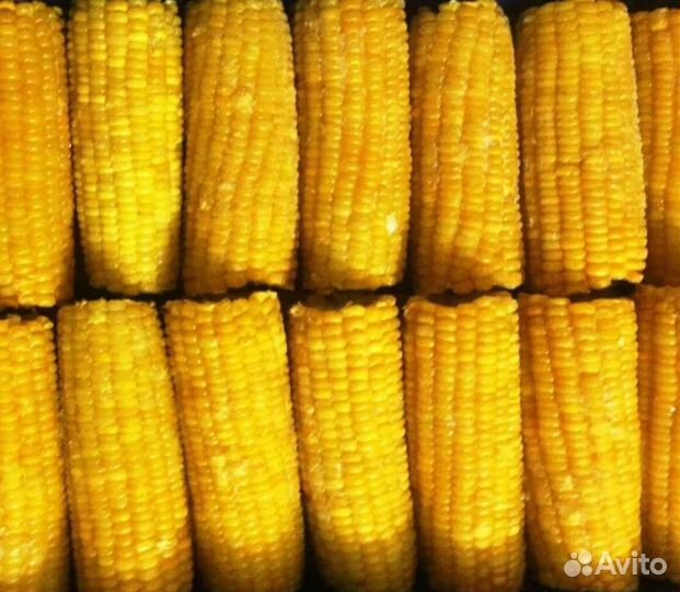 Кукуруза
