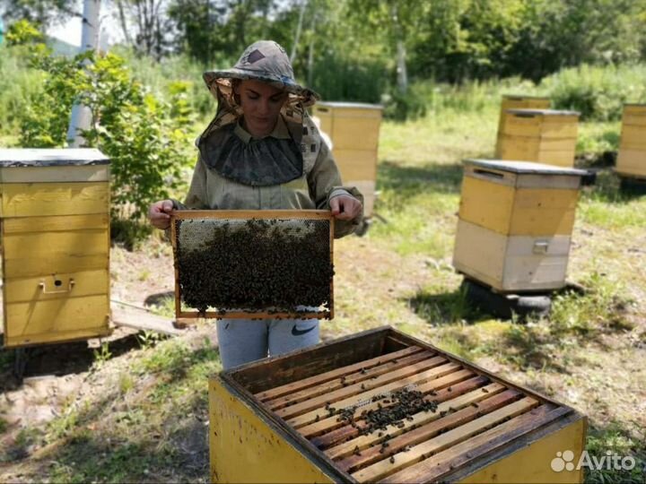 Мёд Липовый