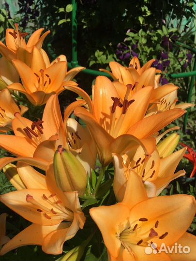 Лилии, лилейники и др. многолетники