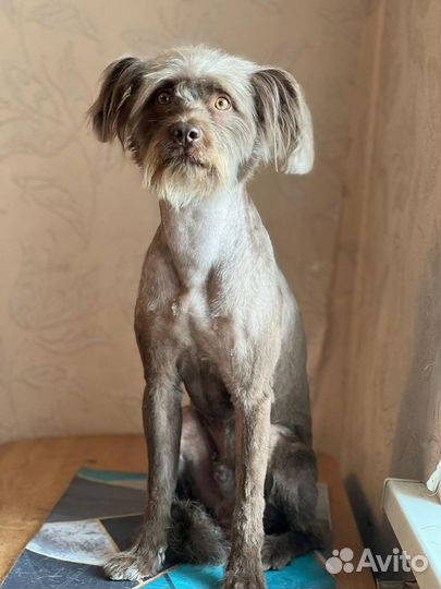 Груминг Магдагачи