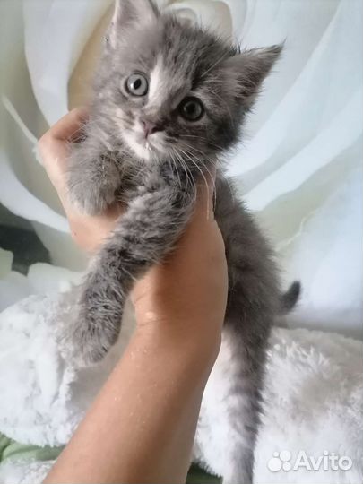 Котенок мальчик 1,5 месяца