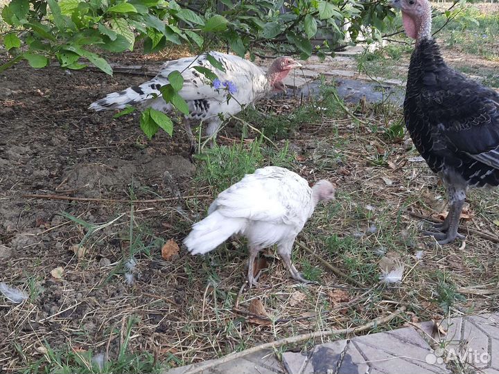 Индюшата подрощенные