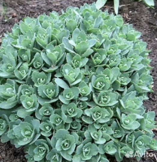 Многолетники, хоста, бадан, лилии, ирисы