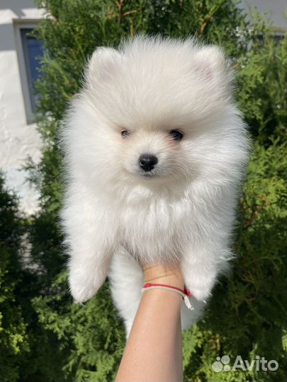 Продам шпица