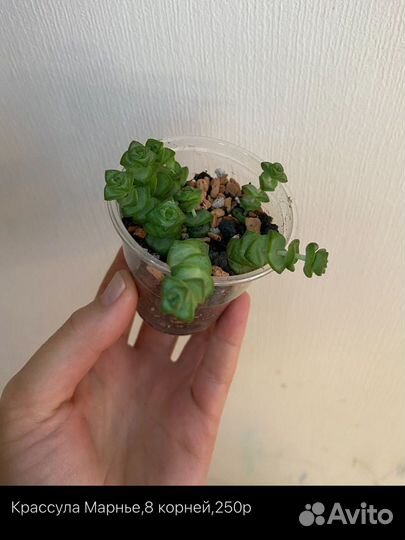 Суккуленты