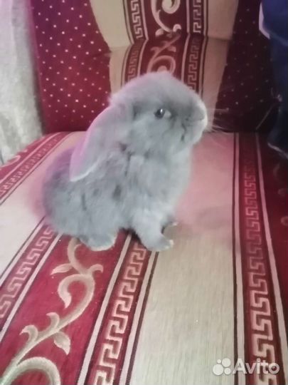 Французский баран кролики