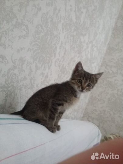 Котенок в добрые руки