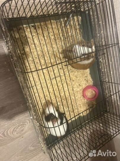 Морская свинка