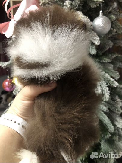 Шпиц девочки померанцы