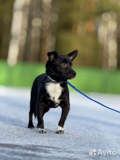 Маленькая собака в добрые руки