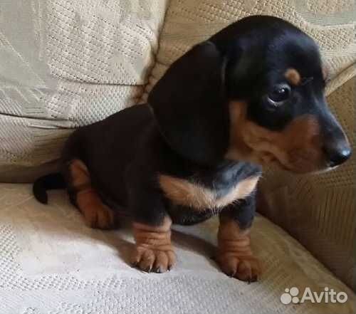 Таксы и другие породы