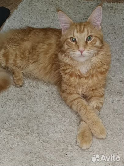 Кот мейн-кун вязка