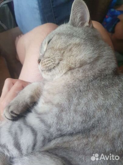 Британская кошка в добрые руки