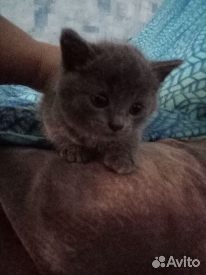 Отдам котят в добрые, руки. 2 девочки, 1 мальчик