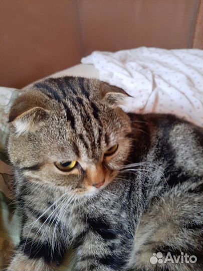 Шотландский вислоухий кот вязка