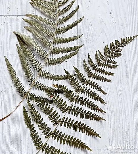 Папоротник сухоцвет