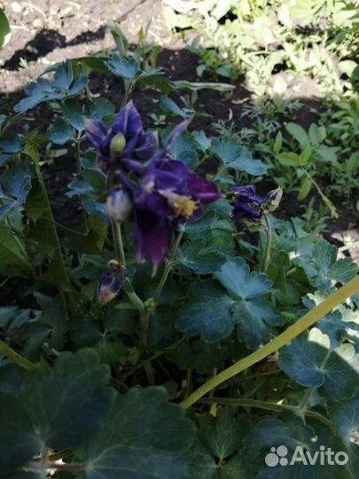 Многолетние цветы