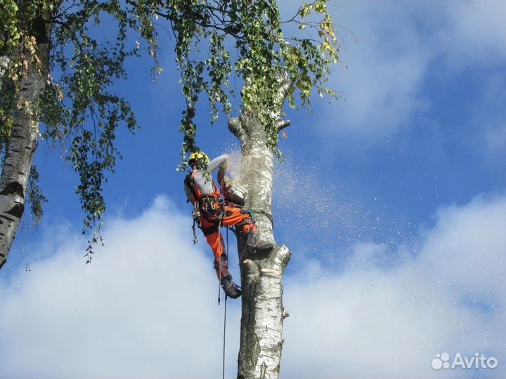 Спил деревьев расчистка участка