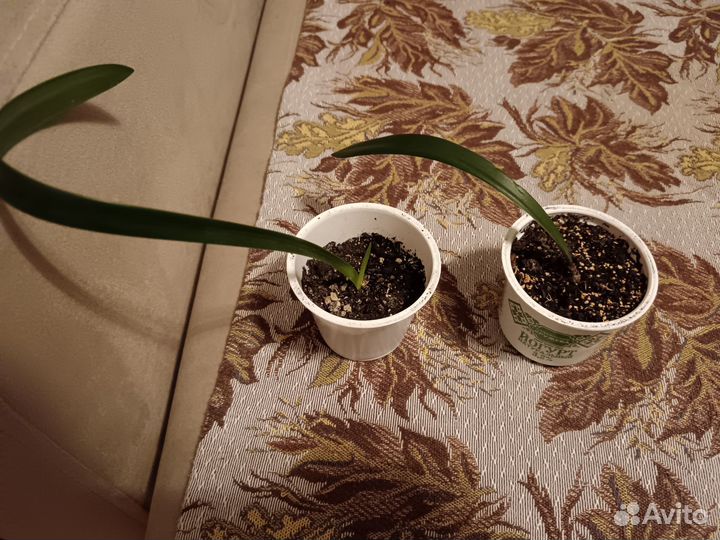 Гиппеаструм