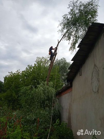 Спил деревьев