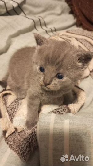 Котята вислоухие