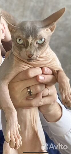 Кот для случки
