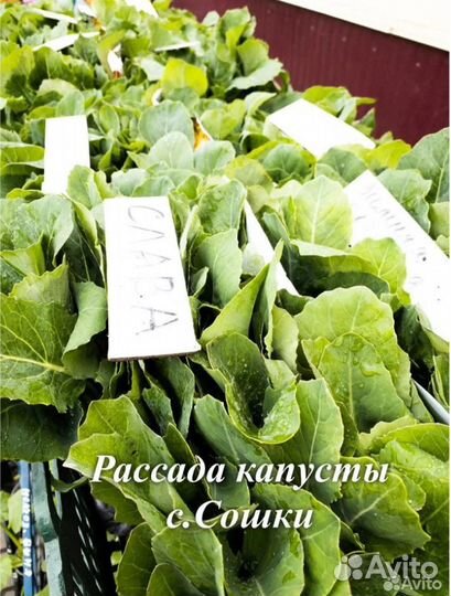 Рассада капусты