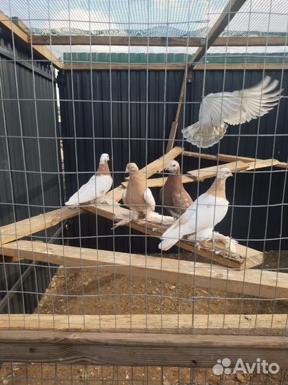 Голуби узбекские. Игровые