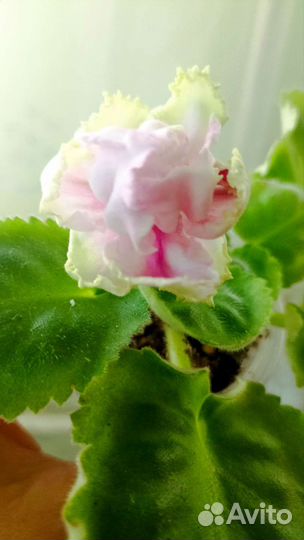 Фиалка детки