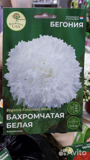 Бегонии сортовые