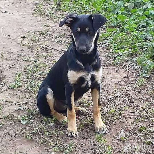 Щенок в добрые руки