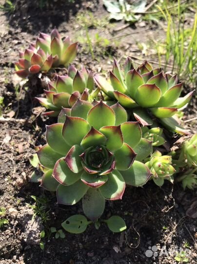 Каменная роза