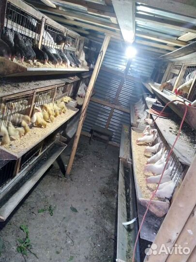 Куры несушки (молодки )