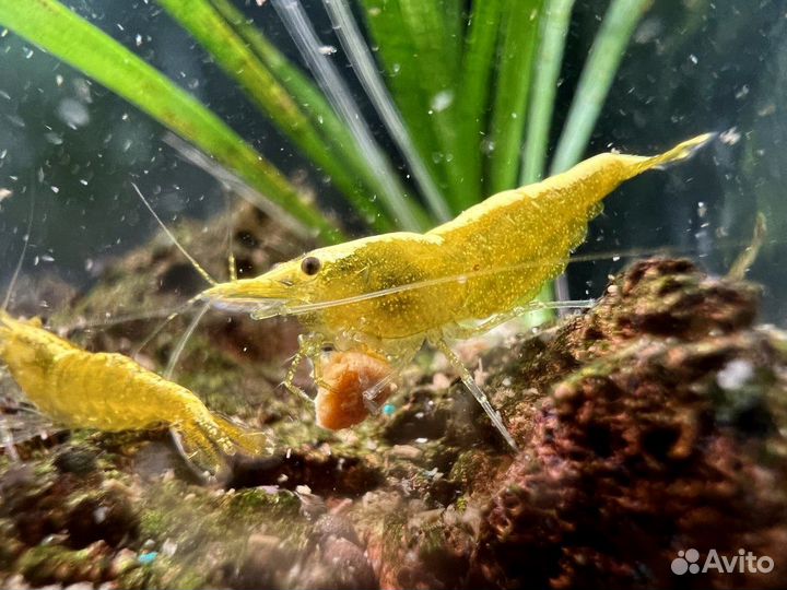 Креветки аквариумные желтый неон