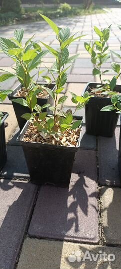 Спирея японская