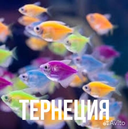 Аквариумные рыбки. Опт/розница