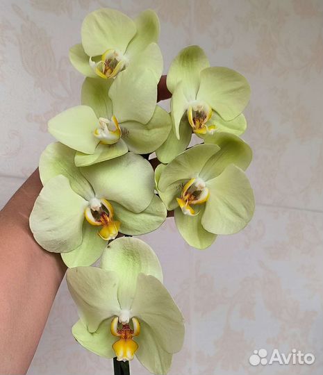 Орхидея Яра цветут