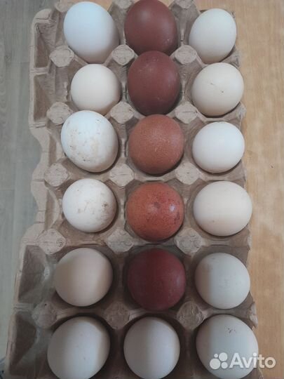 Инкубационное яйцо кур