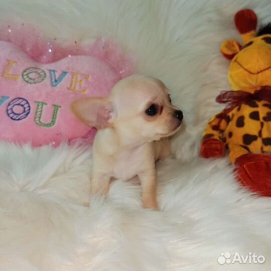 Малыши Чихуахуа Микро и Мини.и взрослые девочки