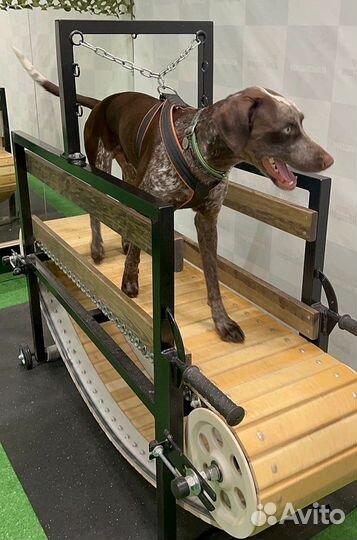 Дрессировка собаки в СПб