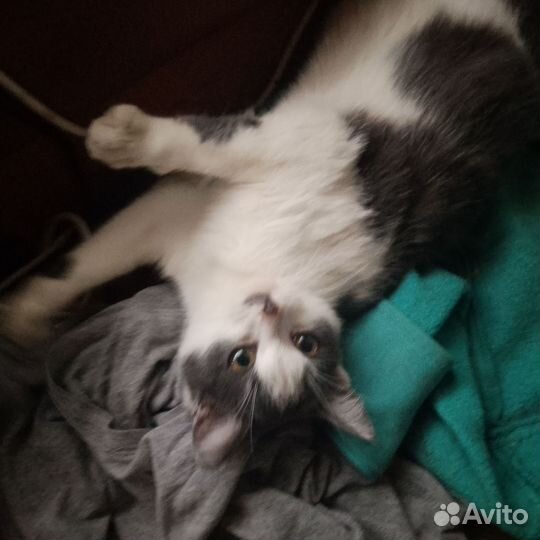 Кошки