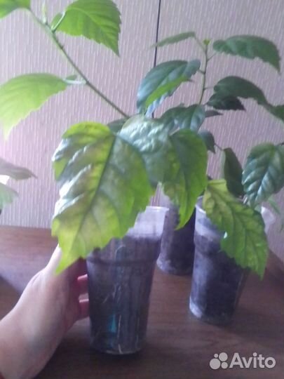 Гибискус махровый красный