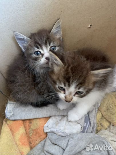 Котята бесплатно