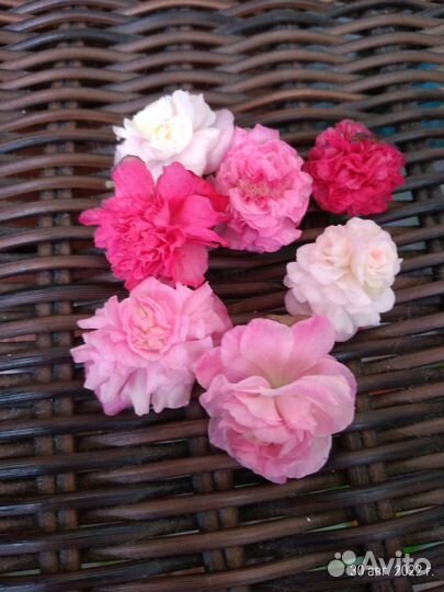 Бегония махровая вечноцветущая