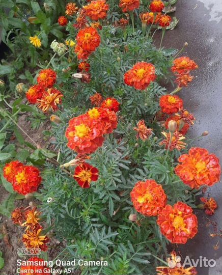Рассада и семена цветов,бархатцы и календула